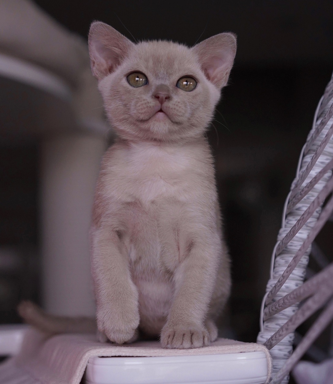 бурманский котенок питомник в москва соболиный