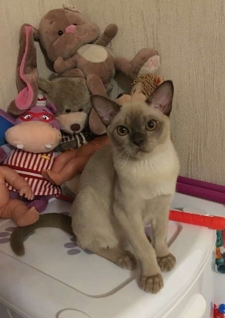 бурманский котенок из московского питомника