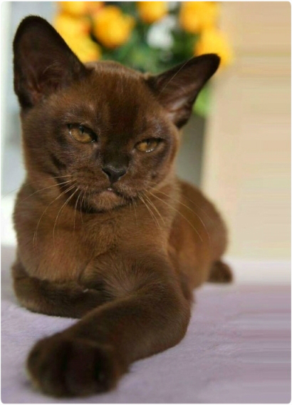 burma. питомник бурманских кошек в москве