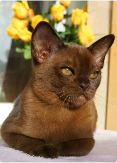 burma. питомник бурманских кошек в москве