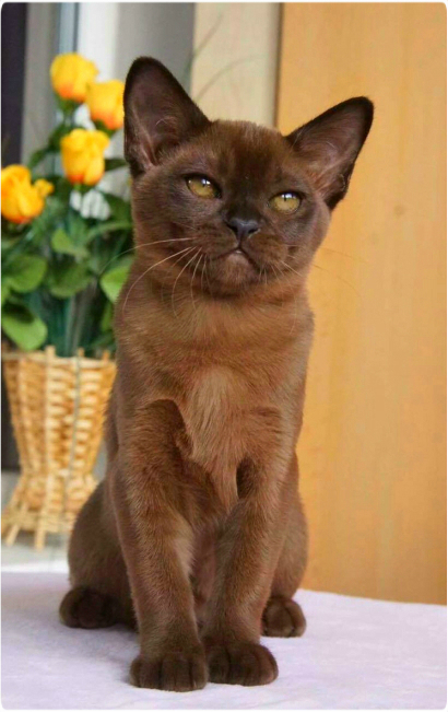 burma. питомник бурманских кошек, бурманские котята