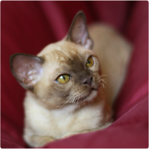 burmese, европейская бурма