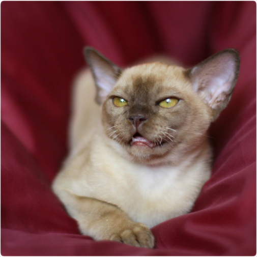 burmese, европейская бурма