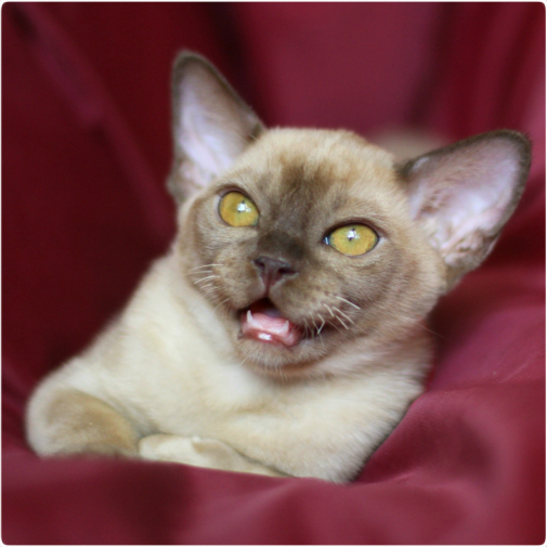 burmese, европейская бурма