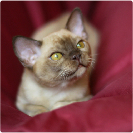 burmese, европейская бурма