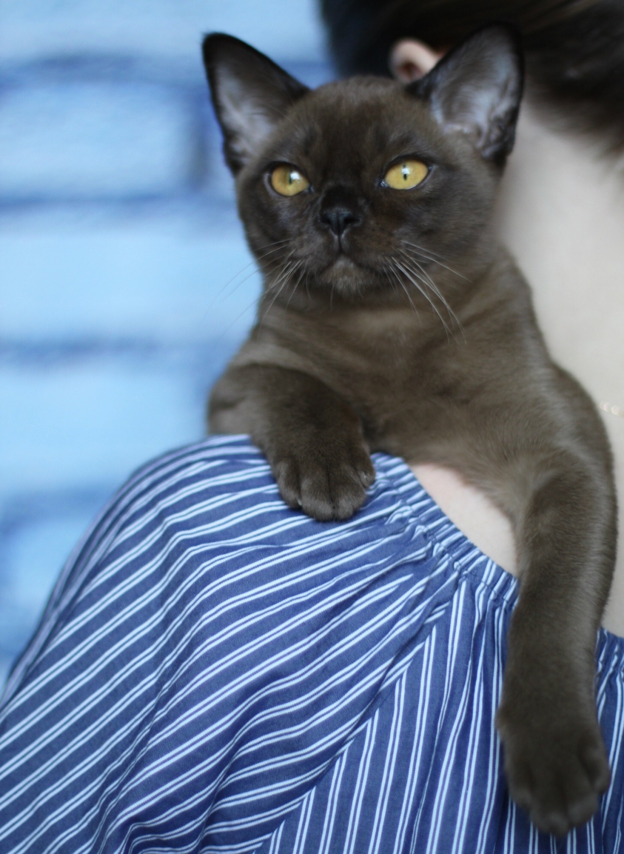 Европейская бурма. Бурма кошка москва. Американская бурма кошка. Европейская бурма. Американская бурма кошка.