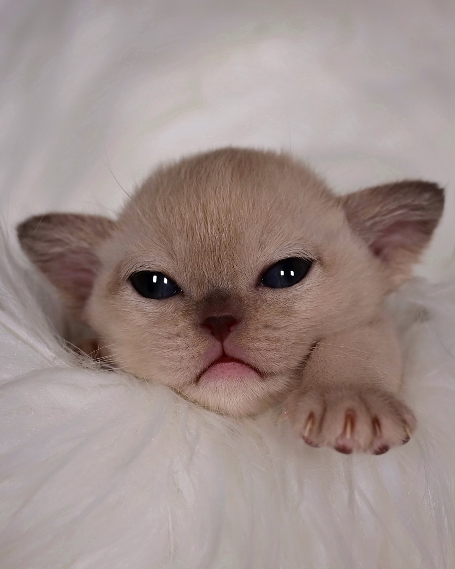 burmanskya.koshka.kupit.pitomnik