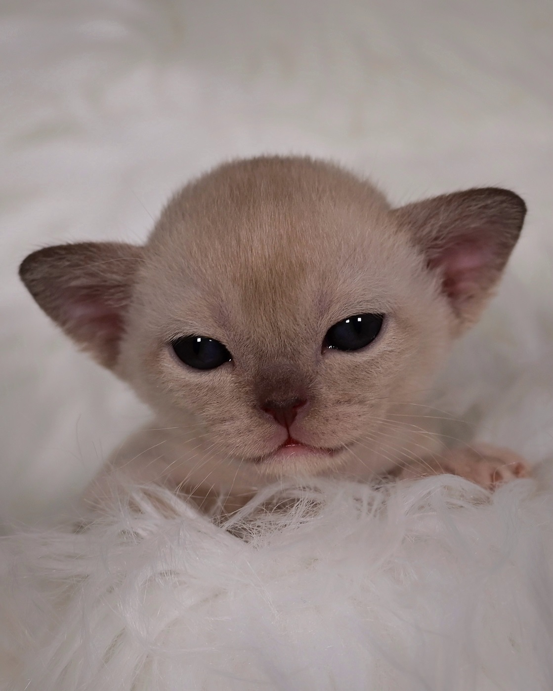 burmu.kupit.pitomnike