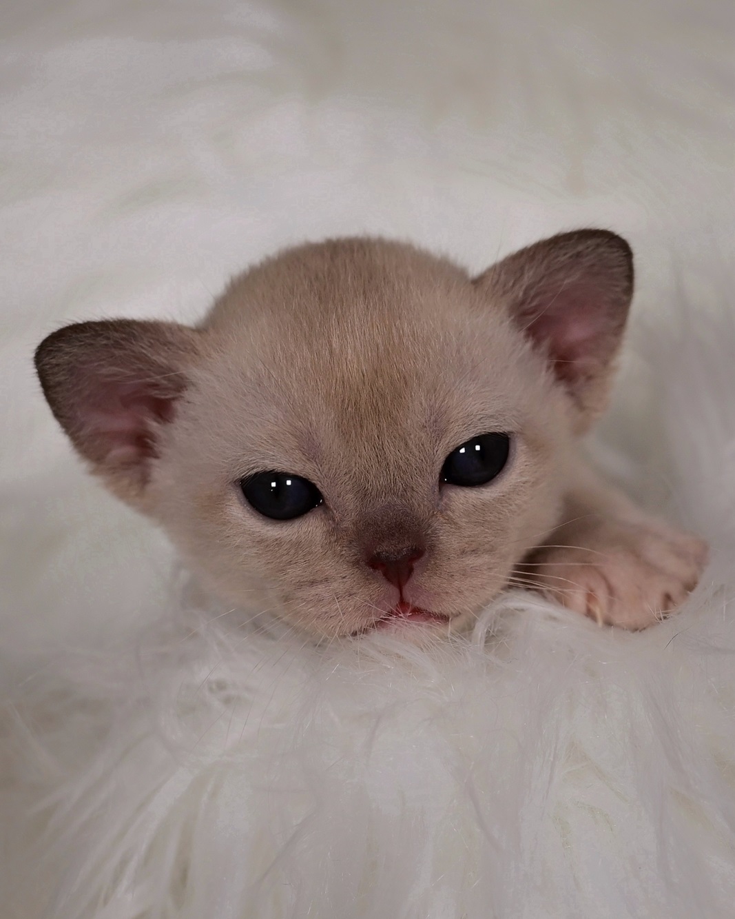 burmansaya.koshka.kupit.pitomniki