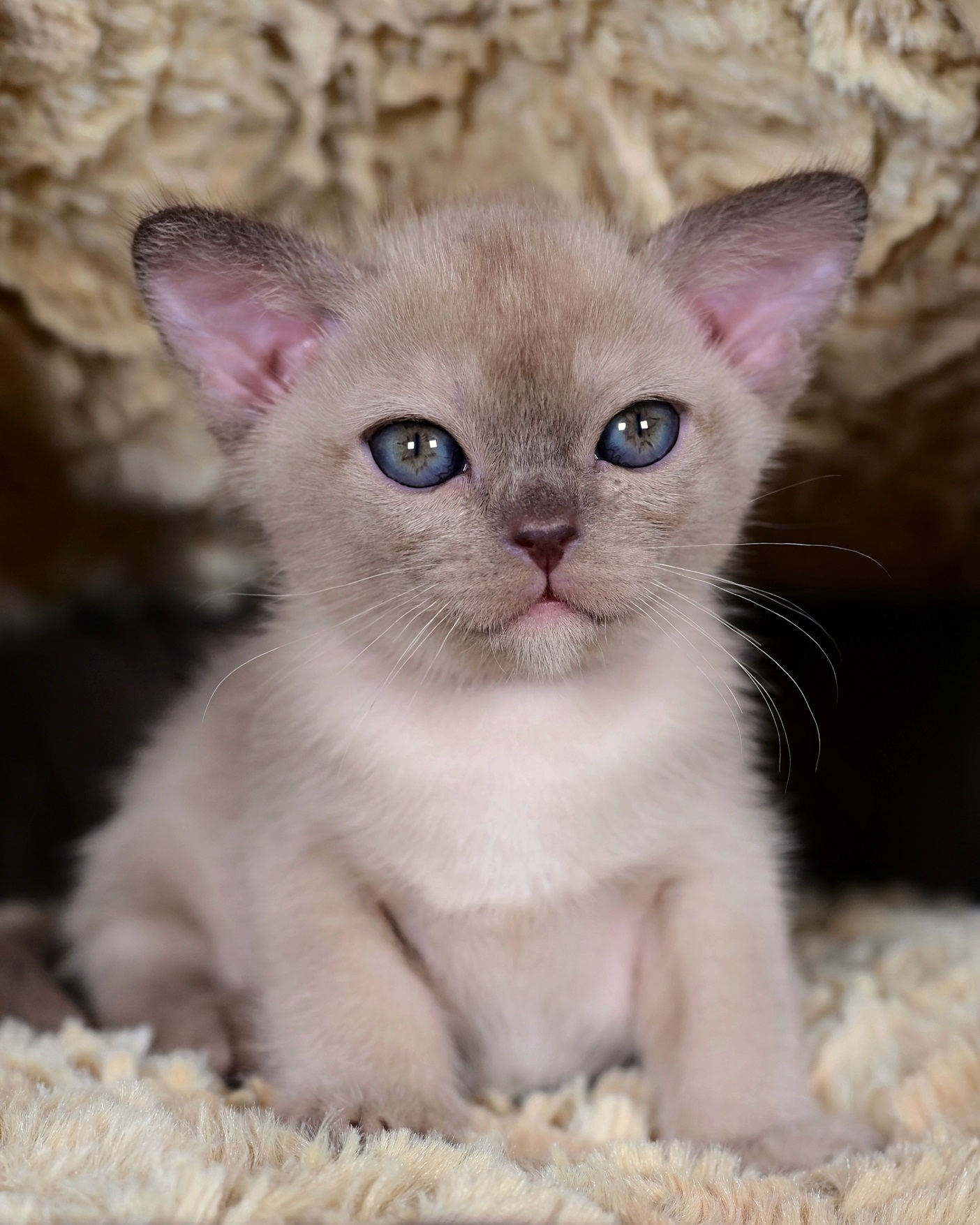 burmanskiy.kot.pitomnika