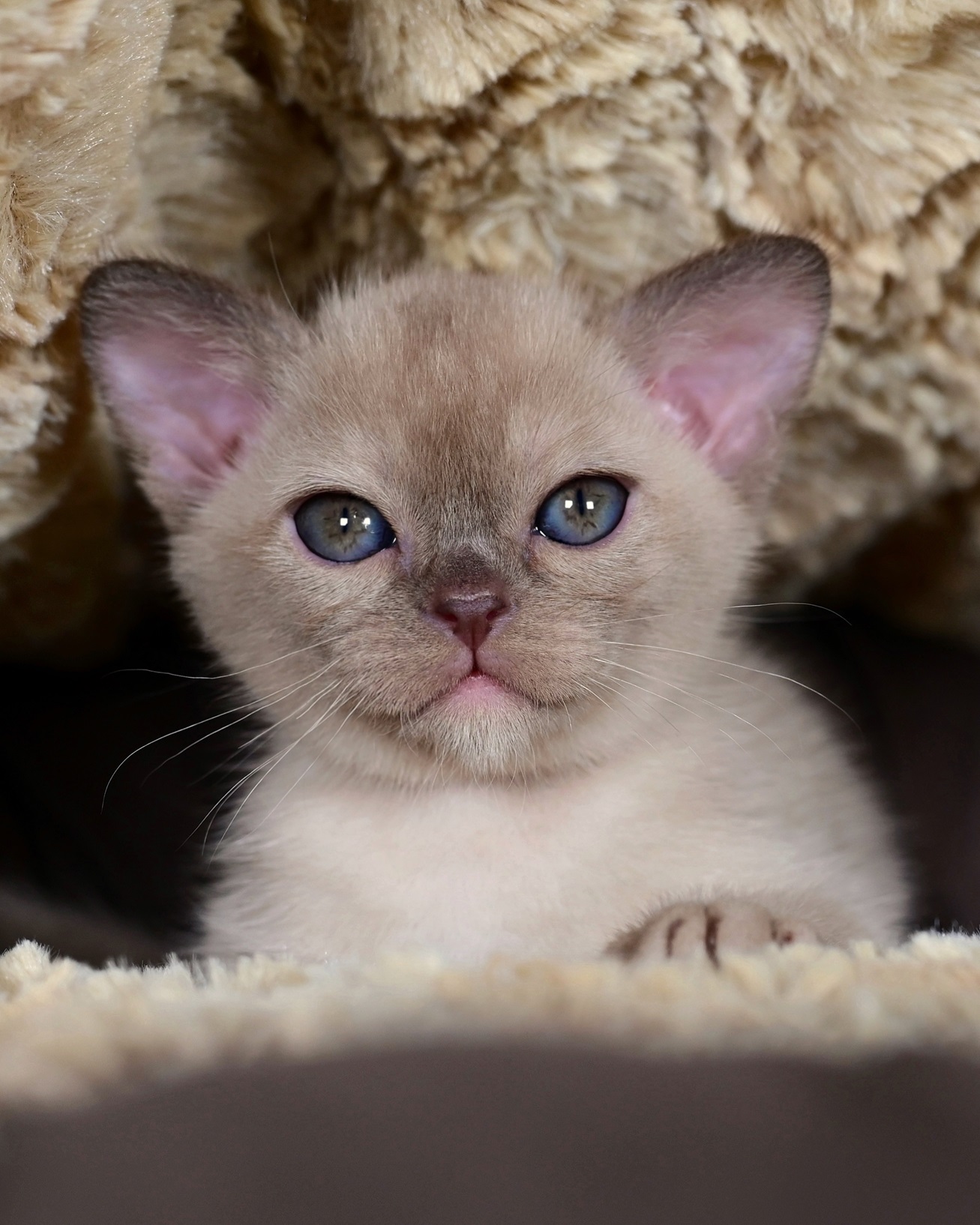 burmanskiy.pitomnika