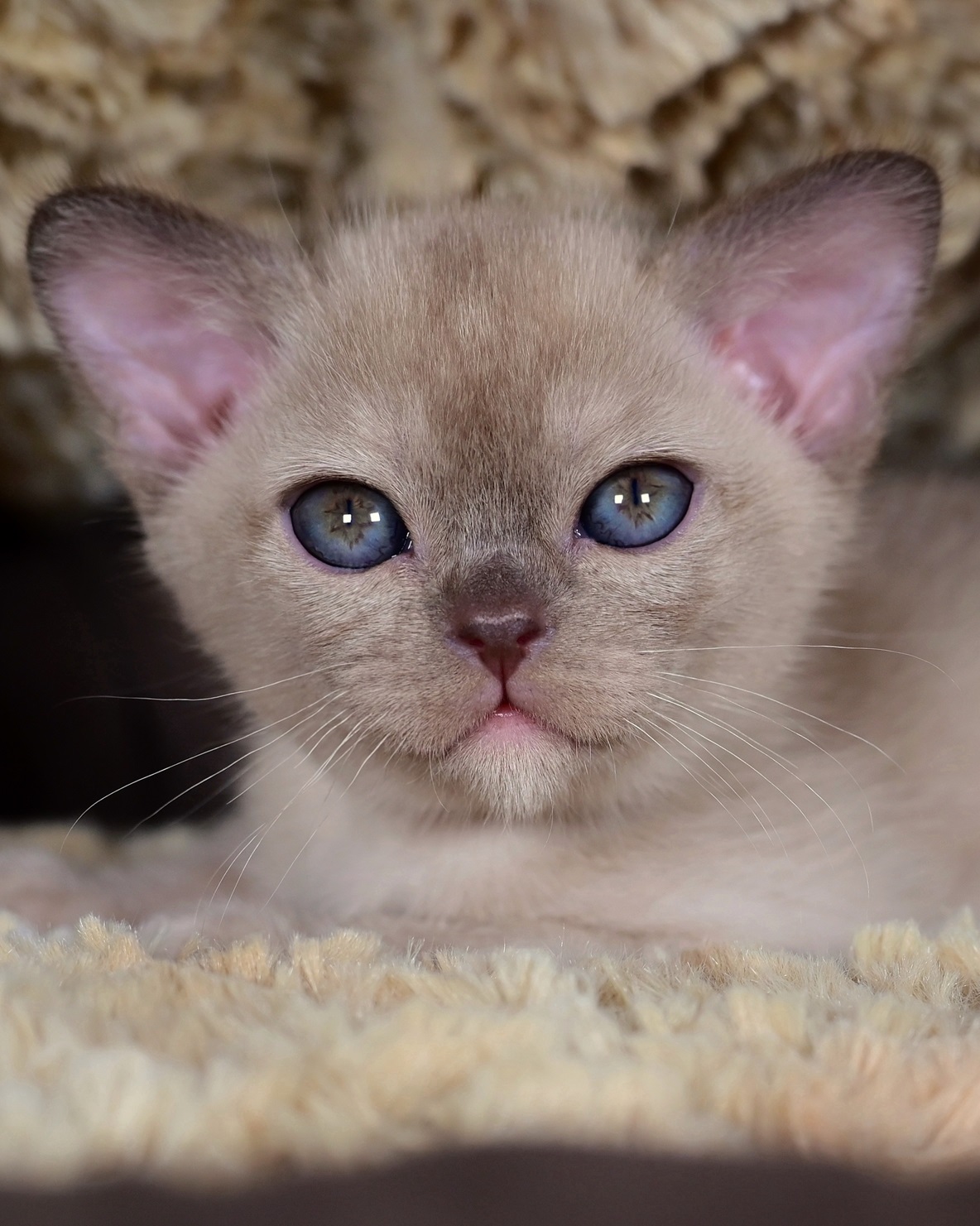 burmansky.kot.pitomnika