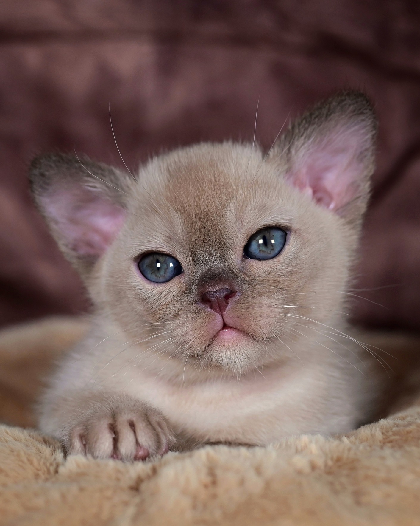 burmanskaya.koshkapitomniki