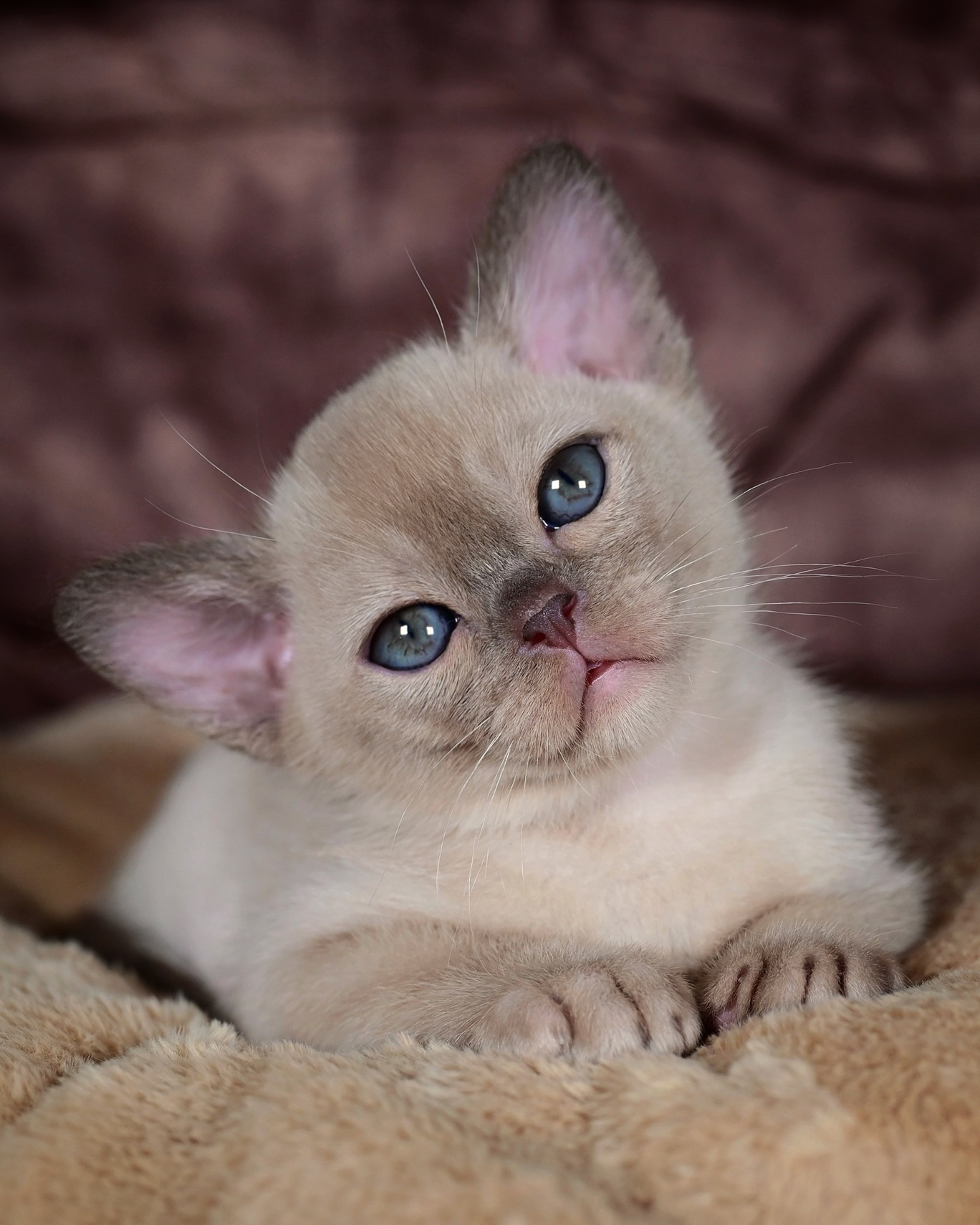 burma.pitomnik.kupit