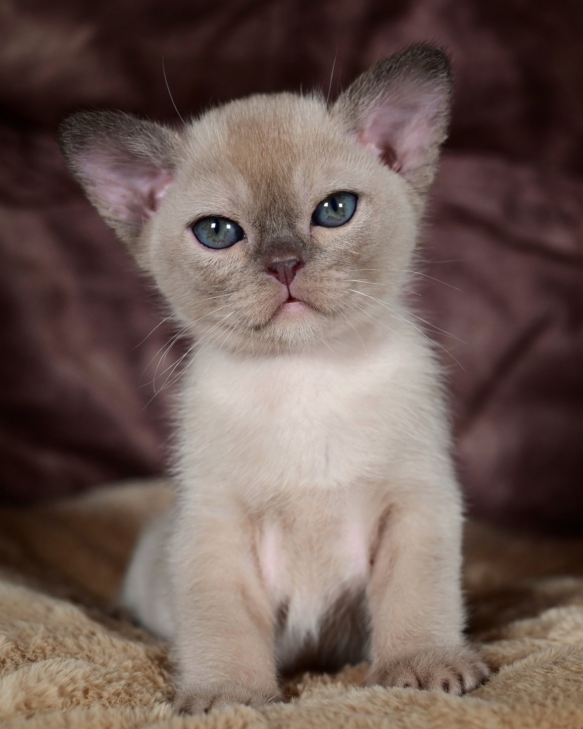 burmanskaya.pitomniki