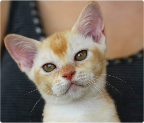 burma. питомник бурманских кошек в москве