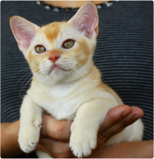 burma. питомник бурманских кошек в москве