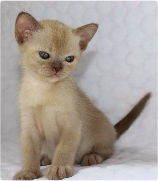 BURMESE Kittens Litter boy burmese, европейская бурма