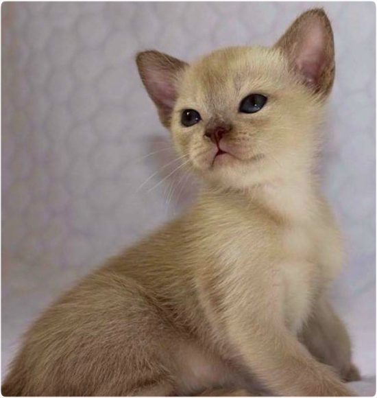 BURMESE Kittens Litter boy 2 burmese, европейская бурма