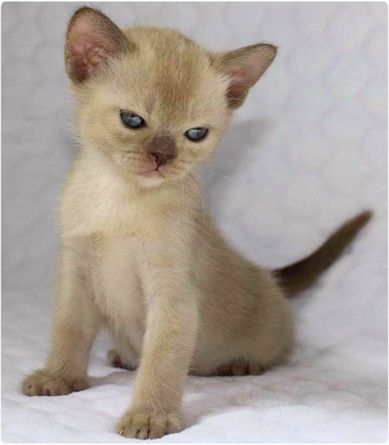 BURMESE Kittens Litter boy burmese, европейская бурма