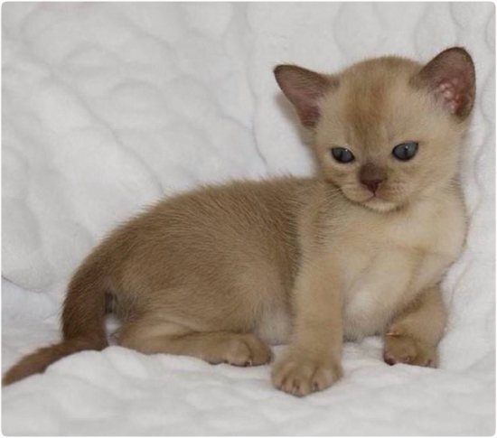 BURMESE Kittens Litter boy 4 burmese, европейская бурма