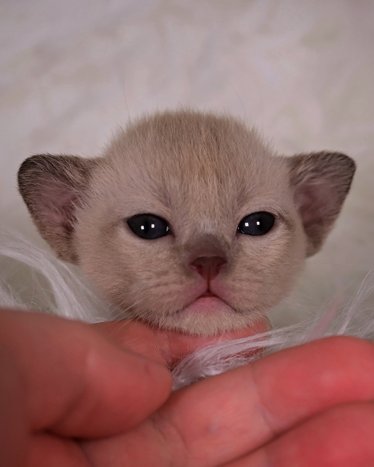 burmanskiy.pitomnik.mo