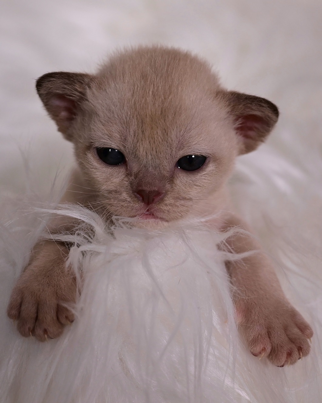 burmanska.koshka.pitomnik.moskva.kotenok