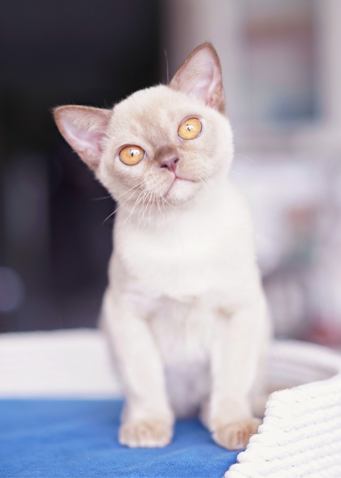 burma.pitomnik.kotenk