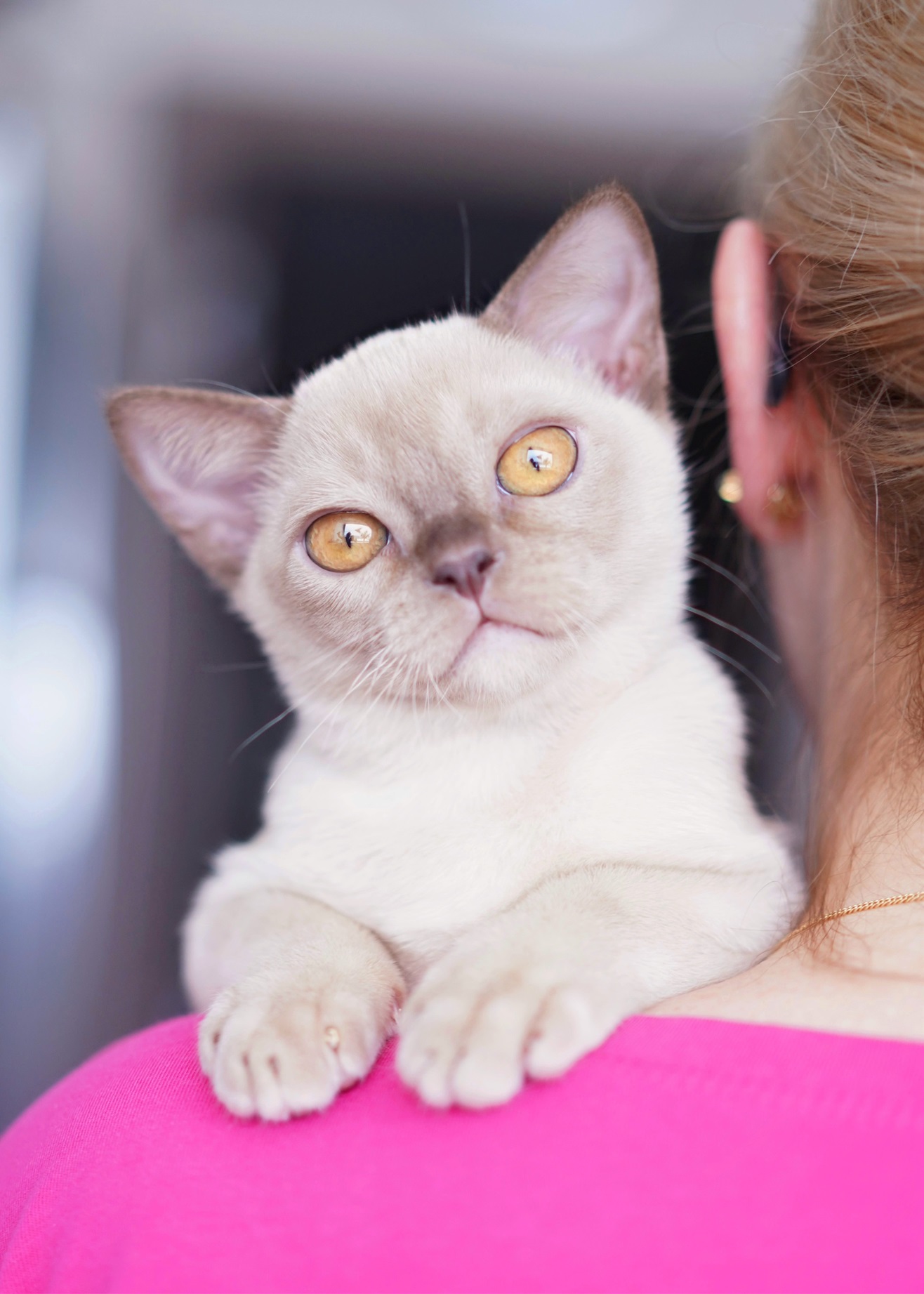 burma.pitomnik.kotenka.kupit