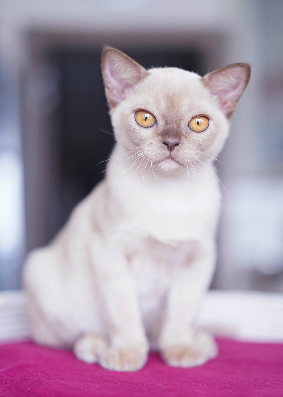 burma.pitomnik.kotenka.kupi