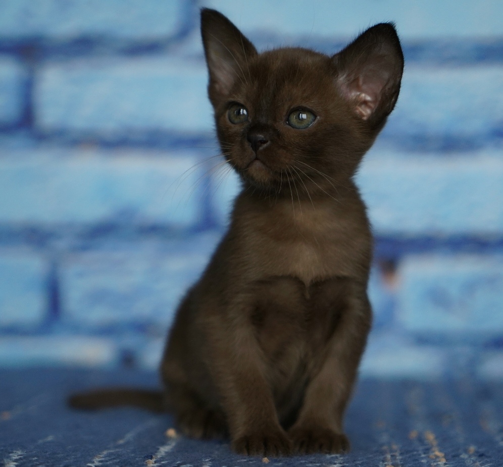 бурманский котенок из питомника В МОСКВЕ