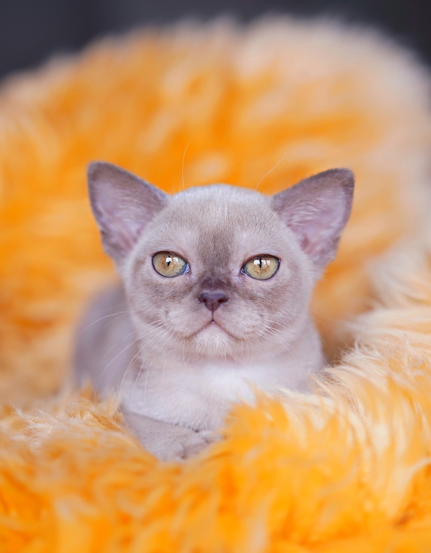 burmanskaya.koshka.pitomni.moskve