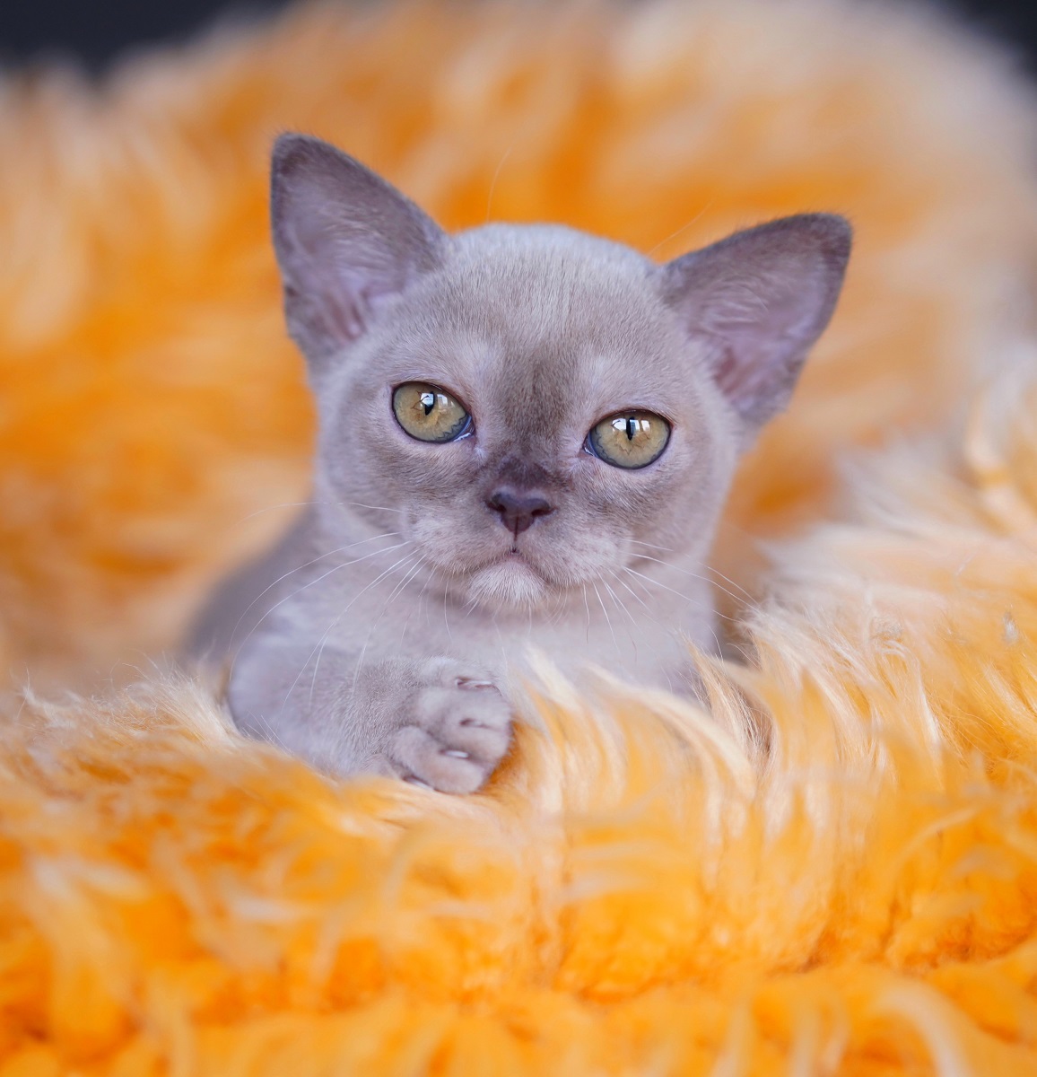 burmanskaya.koshka.pitomnik.kupi