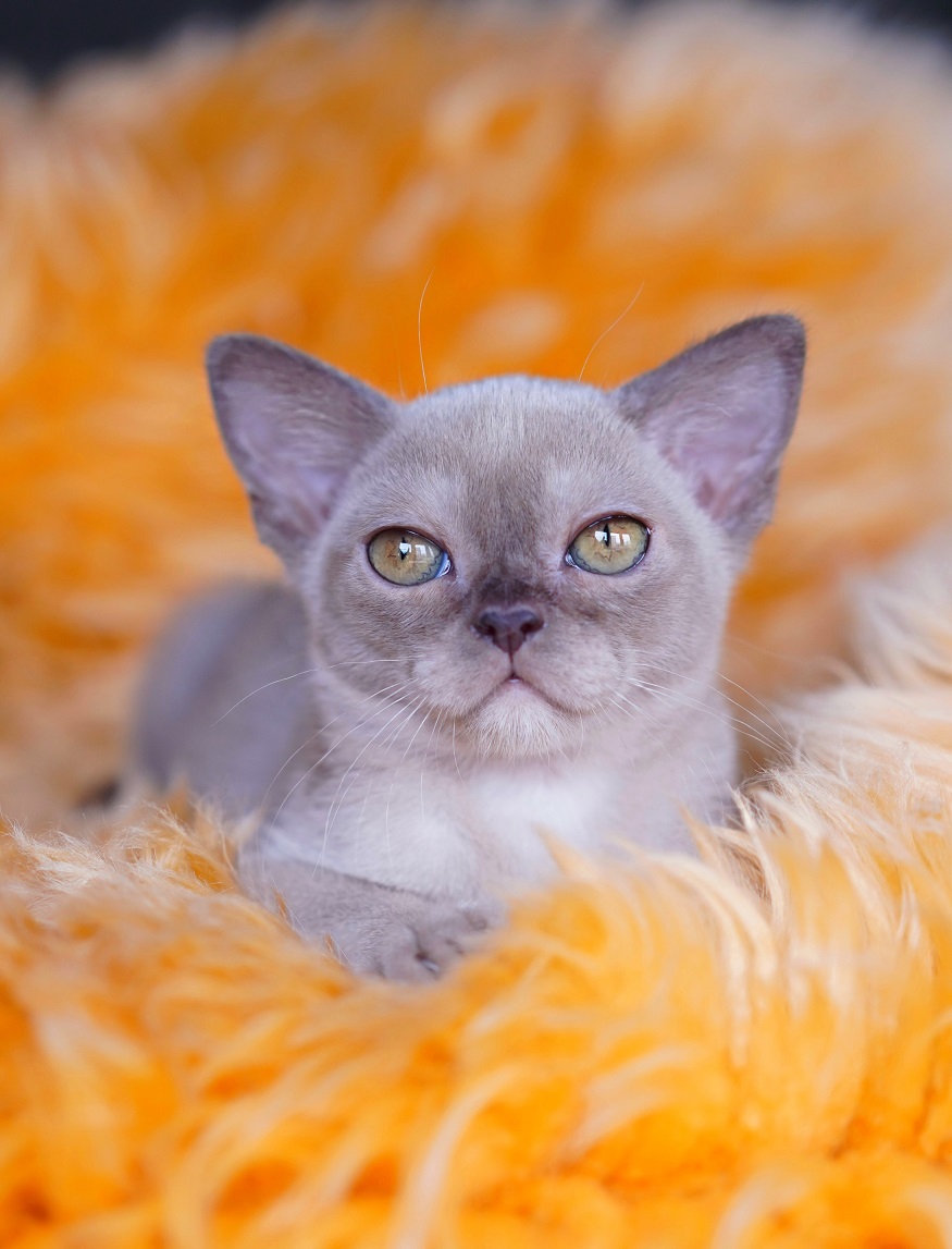 burmanskaya.koshka.pitomnik.kupit