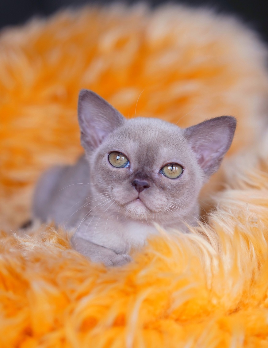 burmanskaya.koshka.pitomnik.mos