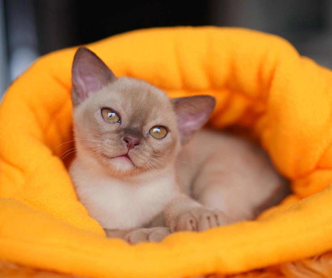 burmanskaya.koshka.pitomnk.moskva.kotenok