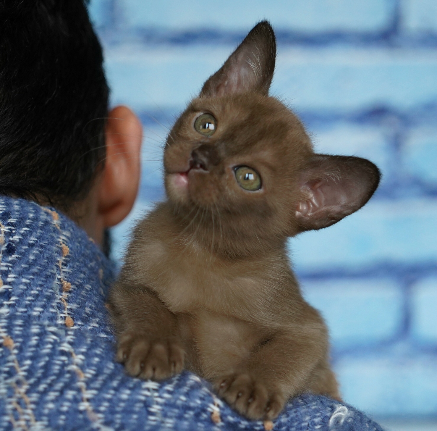 бурманский котенок из питомника
