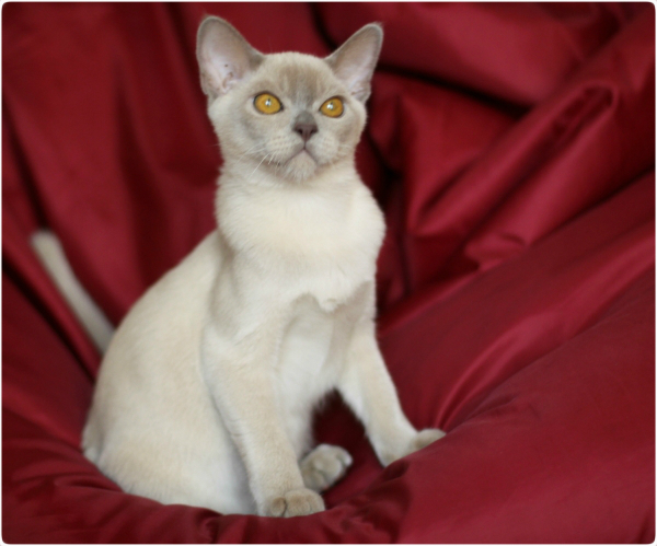 BURMESE Kittens Litter boy 2 burmese, европейская бурма