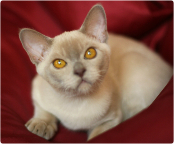 BURMESE Kittens Litter boy burmese, европейская бурма