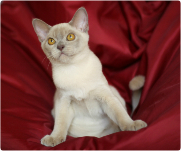 BURMESE Kittens Litter boy 4 burmese, европейская бурма