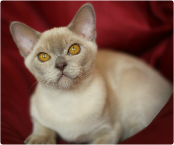 BURMESE Kittens Litter S boy liike burmese, европейская бурма