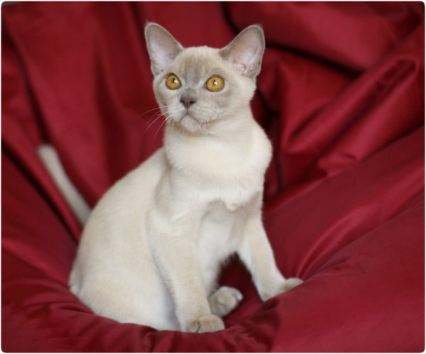 BURMESE Kittens Litter S boy lilac burmese, европейская бурма