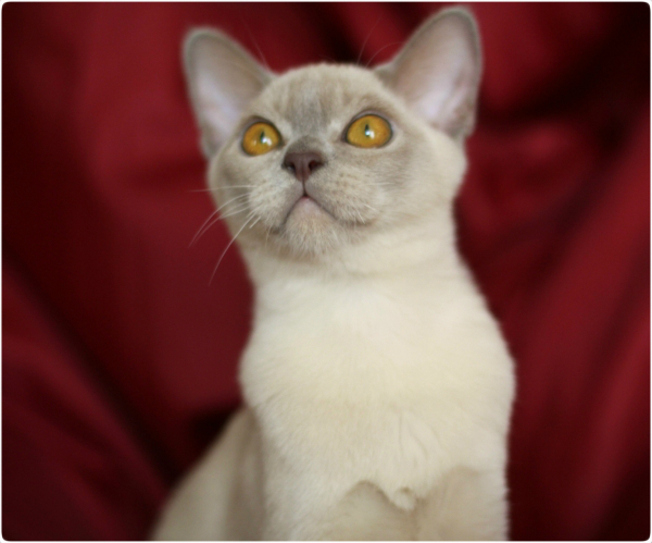 BURMESE Kittens Litter S boy lilac 4 burmese, европейская бурма