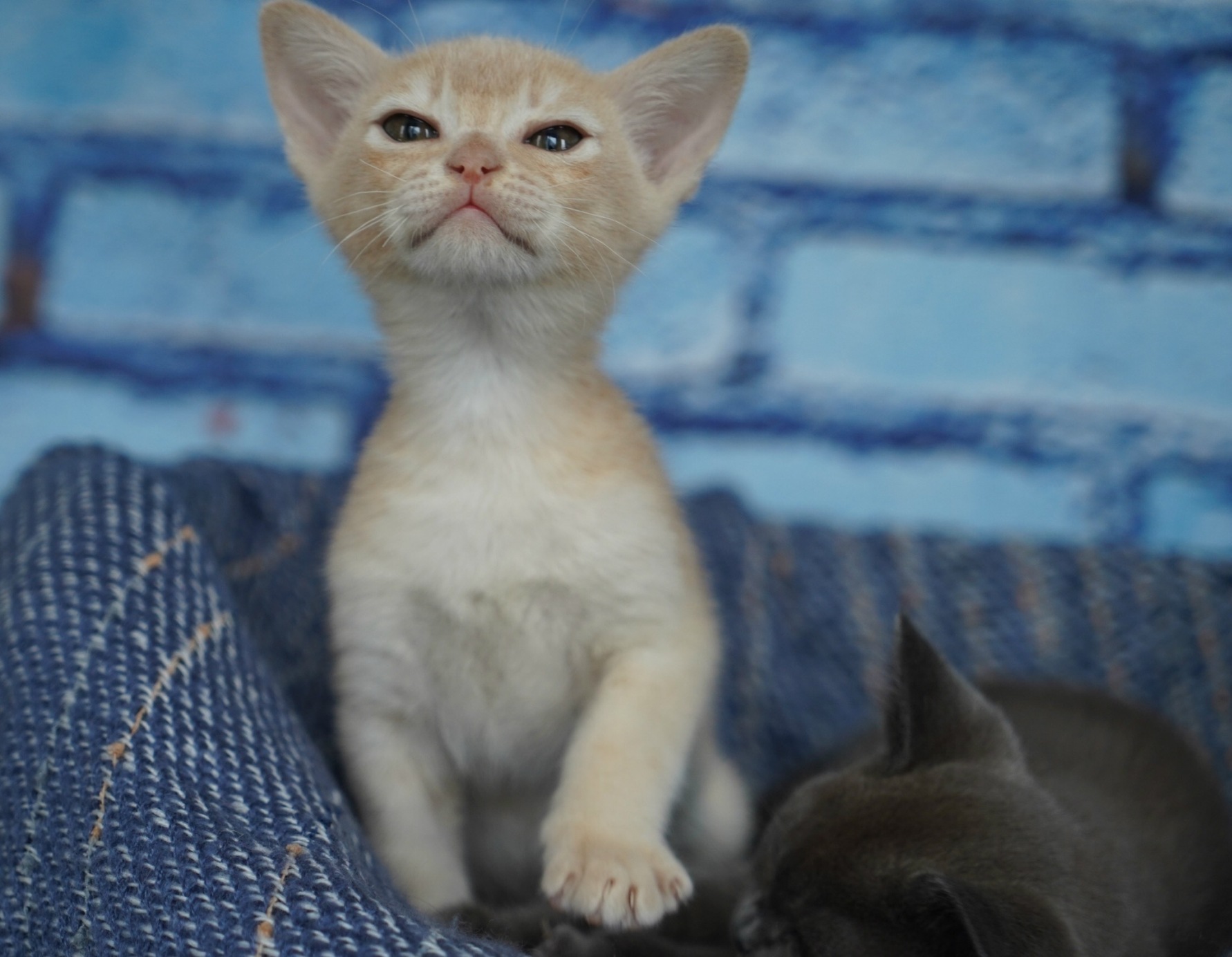 бурманский котенок в москве