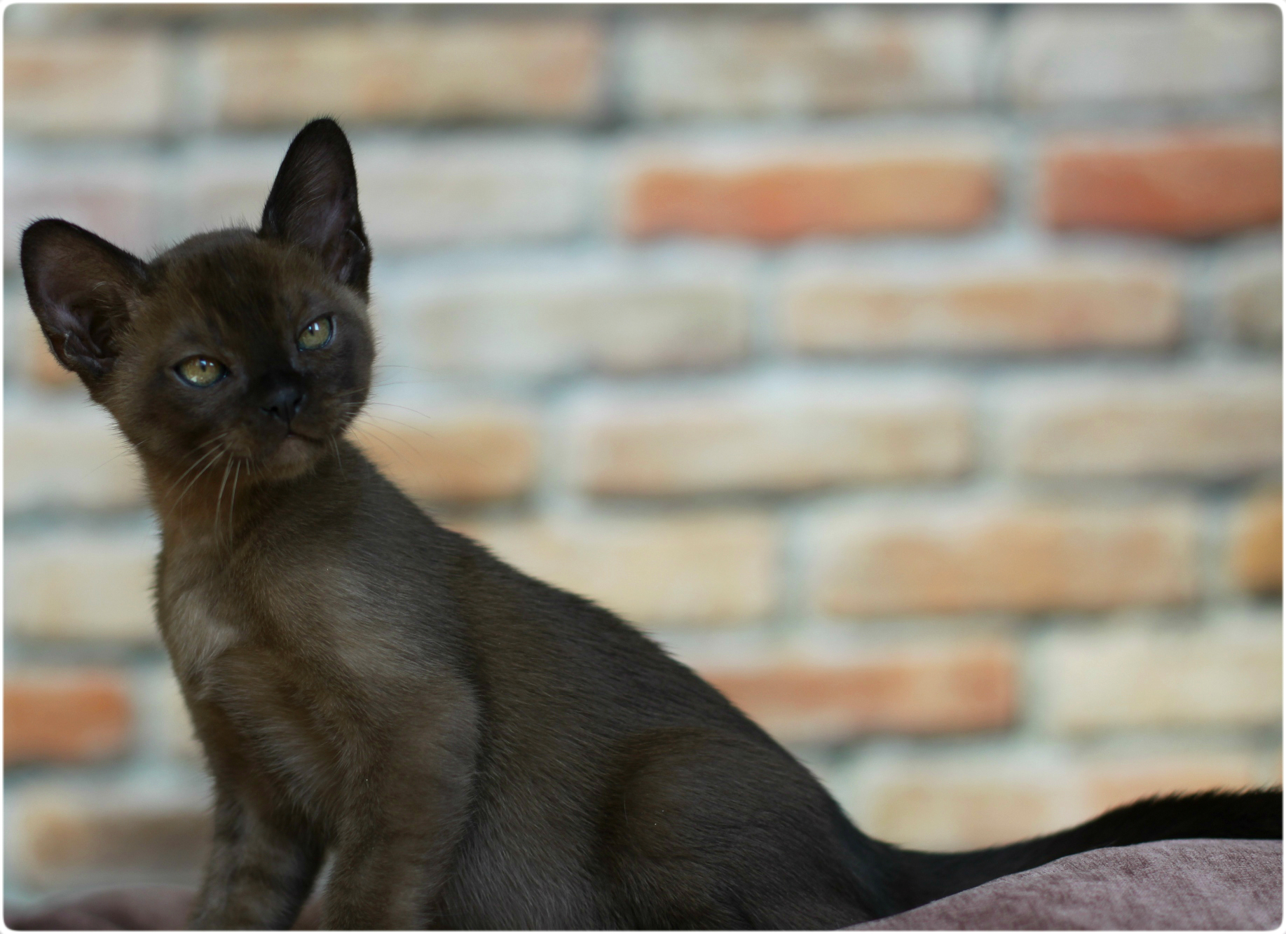 бурманский котенок в москве