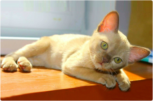 BURMESE Kittens Litter boy burmese, европейская бурма