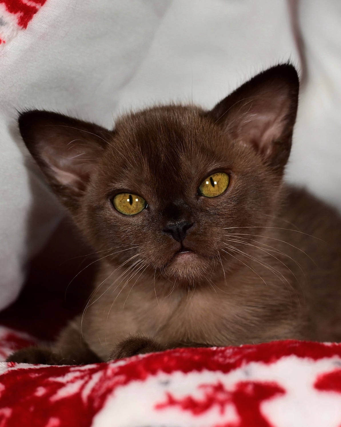 burmanskaya.koshka.soboliniy