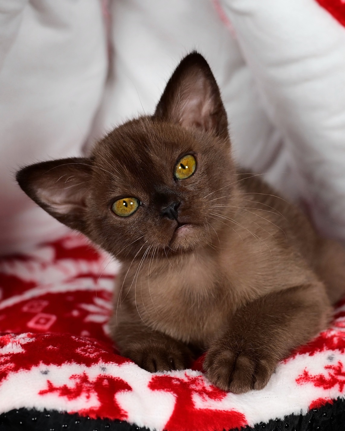 burmu.kupit.pitomnike