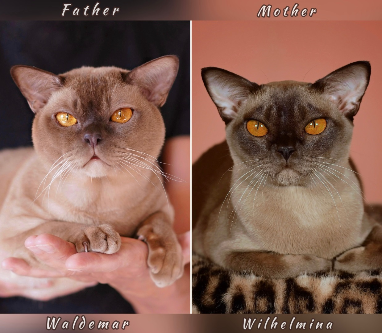 burmanskaya.koshka.kupit.burmansko.koten.pitomnike.mosk