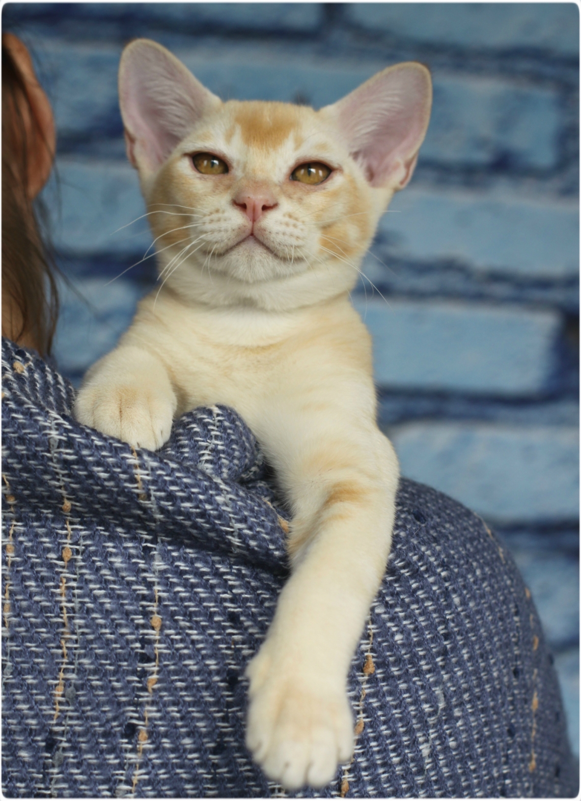 бурма, питомник бурманских кошек